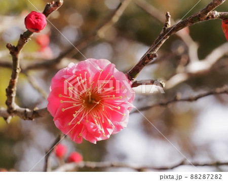 紅梅の花 紅梅の花 88287282