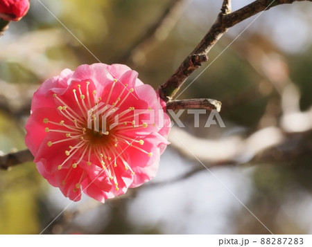 紅梅の花 88287283