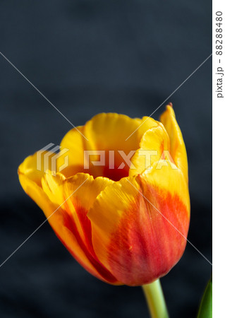 red and yellow tulips on black background red and yellow tulips on black background 88288480