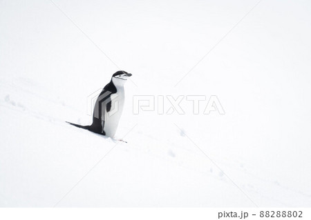 Chinstrap penguin standing on snow eyeing camera 88288802