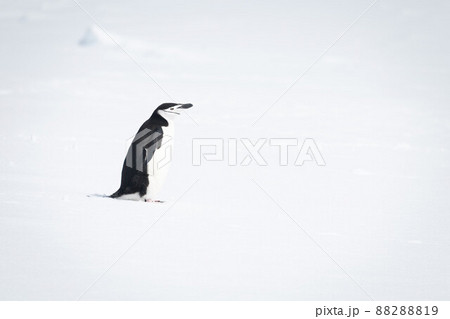 Chinstrap penguin stands on snow facing right 88288819