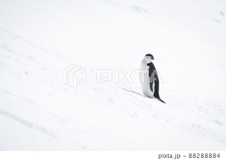 Chinstrap penguin on snowy hill cocking head Chinstrap penguin on snowy hill cocking head 88288884