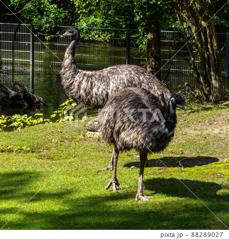 Emu, Dromaius novaehollandiae standing in grass in its habitat Emu, Dromaius novaehollandiae standing in grass in its habitat 88289027