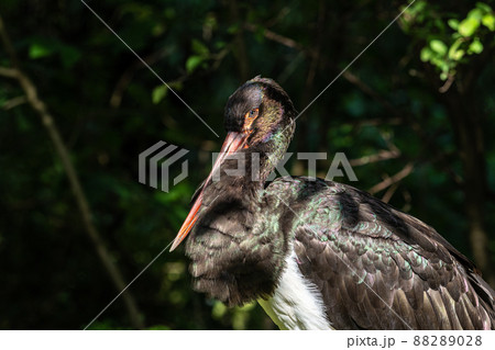 Black stork, Ciconia nigra in a german nature park Black stork, Ciconia nigra in a german nature park 88289028