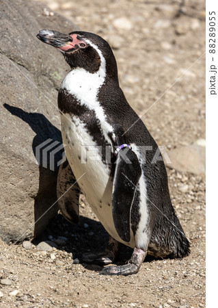 Humboldt Penguin, Spheniscus humboldti in a park Humboldt Penguin, Spheniscus humboldti in a park 88289055