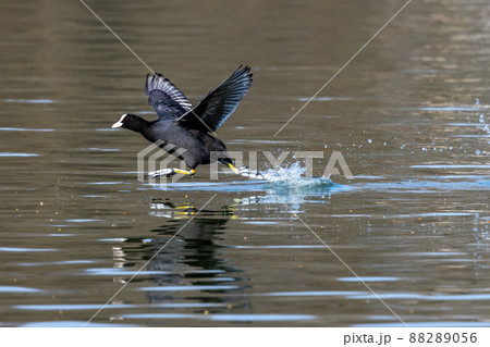 Eurasian coot, Fulica atra chasing each other by running across the water Eurasian coot, Fulica atra chasing each other by running across the water 88289056