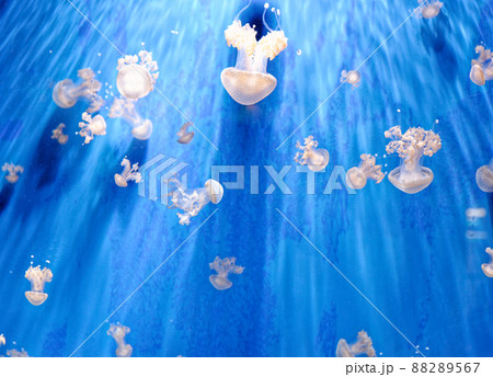 White spotted jellyfish - Phyllorhiza punctata 88289567