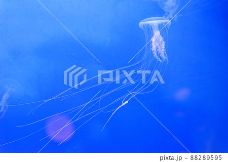 Japanese sea nettle - Chrysaora pacifica 88289595