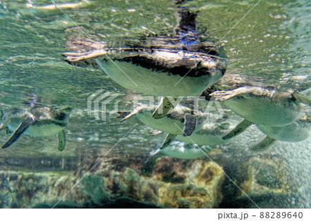 Magellanic penguins swimming underwater Magellanic penguins swimming underwater 88289640
