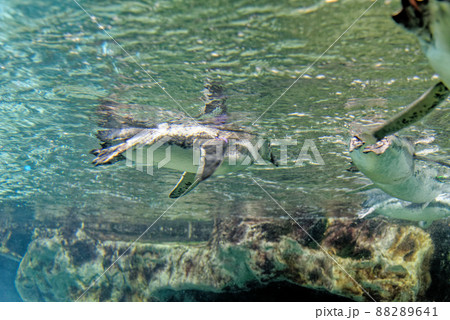 Magellanic penguins swimming underwater Magellanic penguins swimming underwater 88289641