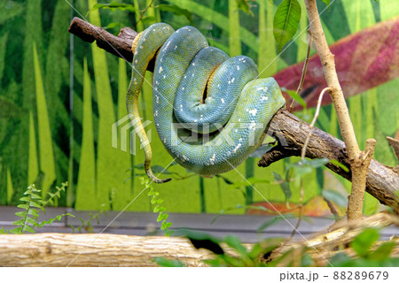 Green Tree Python - Morelia Viridis 88289679