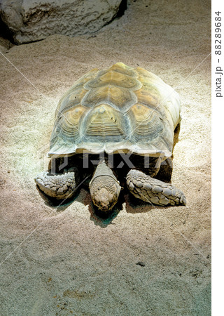 Aldabra giant tortoise - one of the largest tortoises in the world 88289684