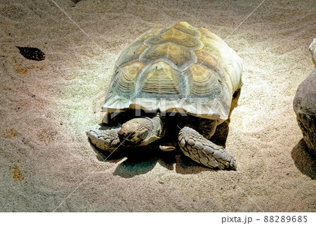 Aldabra giant tortoise - one of the largest tortoises in the world Aldabra giant tortoise - one of the largest tortoises in the world 88289685