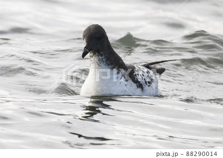 Cape Petrel, Antartic bird,  88290014