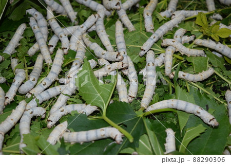 カイコ 桑の葉 養蚕場 88290306