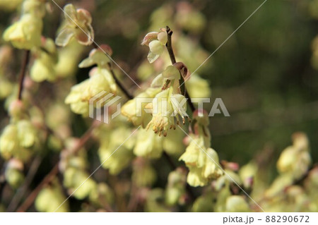 ヒメミズキ。 ヒメミズキ。 88290672