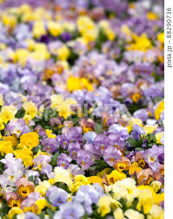 ビオラの花畑 88290736