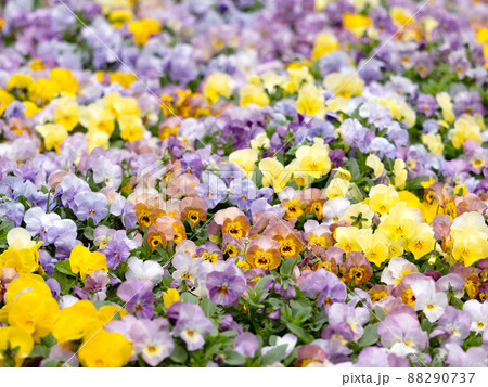 ビオラの花畑 88290737