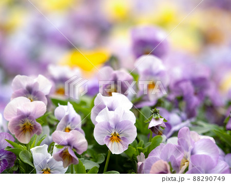 ビオラの花畑 88290749
