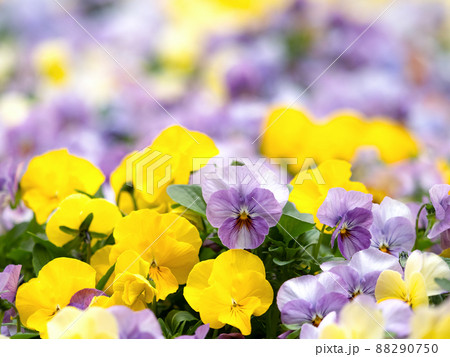 ビオラの花畑 88290750