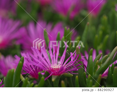 ピンク色のマツバギクの花 88290927
