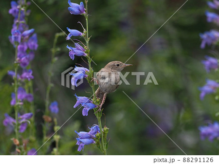 紫色の花のペンステモンの茎に止まり辺りを気にするイエミソサザイ 紫色の花のペンステモンの茎に止まり辺りを気にするイエミソサザイ 88291126