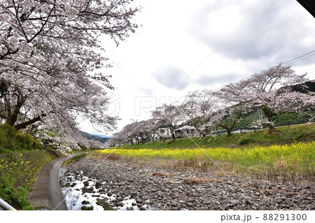静岡市新間谷川桜（ソメイヨシノ）220330pm1:24 88291300