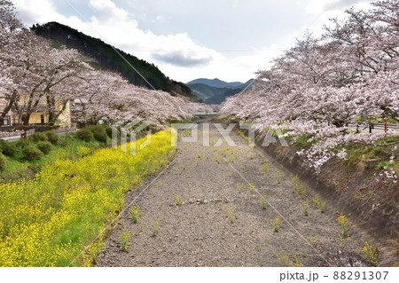 静岡市新間谷川桜（ソメイヨシノ）220330pm1:14 88291307