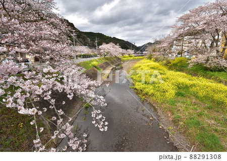静岡市新間谷川桜（ソメイヨシノ）220330pm1:14-2 88291308