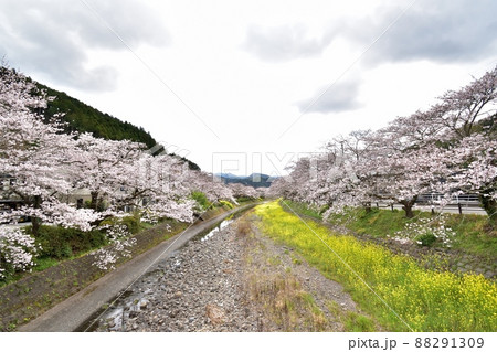 静岡市新間谷川桜（ソメイヨシノ）220330pm1:19 88291309