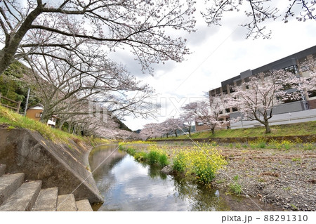 静岡市新間谷川桜（ソメイヨシノ）220330pm12:55 88291310