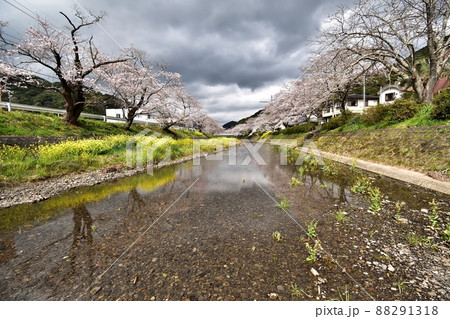 静岡市新間谷川桜(ソメイヨシノ)220330pm1:58 静岡市新間谷川桜(ソメイヨシノ)220330pm1:58 88291318