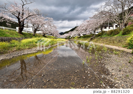 静岡市新間谷川桜(ソメイヨシノ)220330pm2:00 静岡市新間谷川桜(ソメイヨシノ)220330pm2:00 88291320