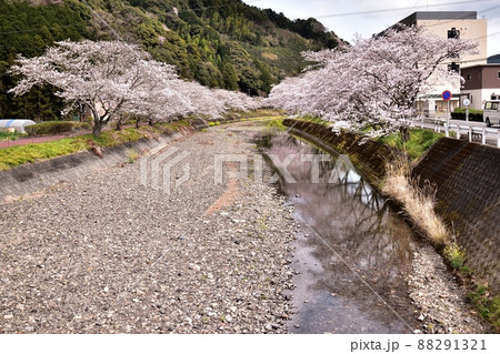 静岡市新間谷川桜(ソメイヨシノ)220330pm2:04 静岡市新間谷川桜(ソメイヨシノ)220330pm2:04 88291321