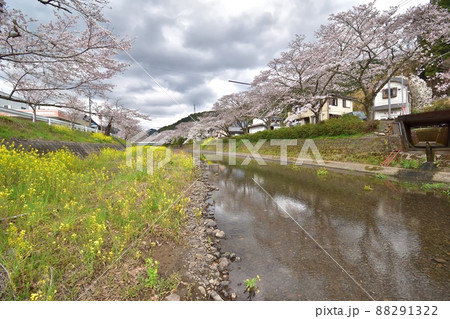 静岡市新間谷川桜(ソメイヨシノ)220330pm1:55 静岡市新間谷川桜(ソメイヨシノ)220330pm1:55 88291322