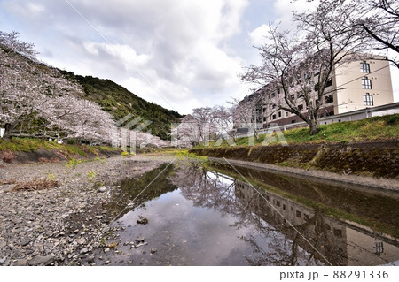 静岡市新間谷川桜（ソメイヨシノ）220330pm2:38 88291336
