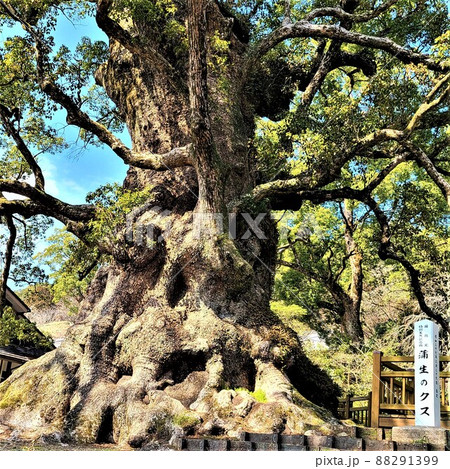 蒲生の大楠　根元部分のアップ　日本一の巨樹　巨木　推定樹齢1500年 88291399