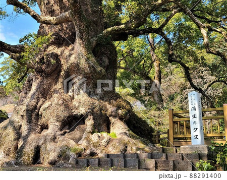 蒲生の大楠　根元部分のアップ　日本一の巨樹　巨木　推定樹齢1500年 88291400