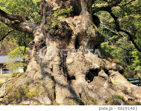 蒲生の大楠　根元部分のアップ　日本一の巨樹　巨木　推定樹齢1500年 88291401