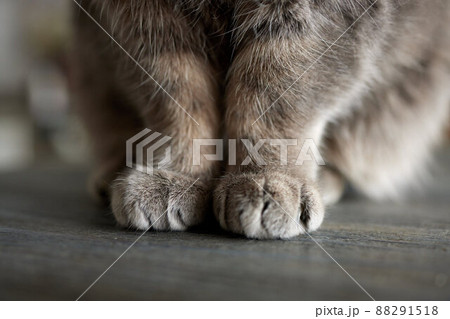 close-up of gray British cat paws sitting on the table. 88291518