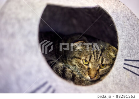 cat in cat's house on floor looking to the right. cat in cat's house on floor looking to the right. 88291562