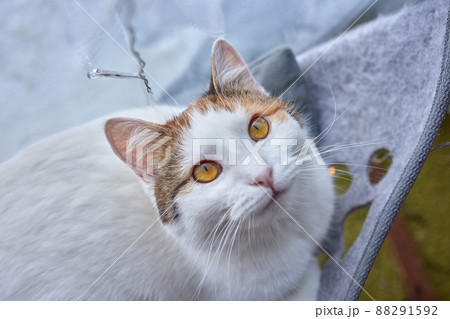 cat laying in wall glass mounted bed at home. cat laying in wall glass mounted bed at home. 88291592