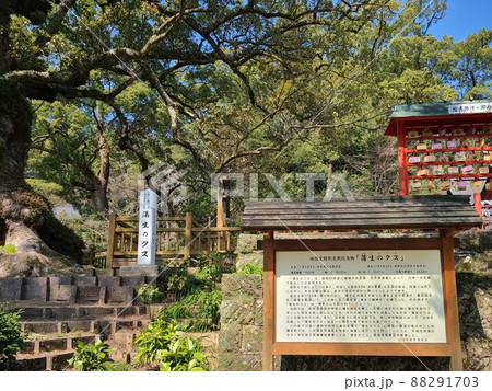 蒲生の大楠(国特別天然記念物）推定樹齢1500年　日本一の巨樹　巨木　蒲生町　鹿児島県 88291703