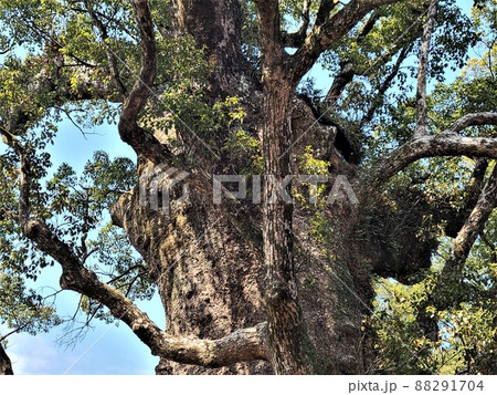 蒲生の大楠(国特別天然記念物）推定樹齢1500年　日本一の巨樹　巨木　蒲生町　鹿児島県 88291704