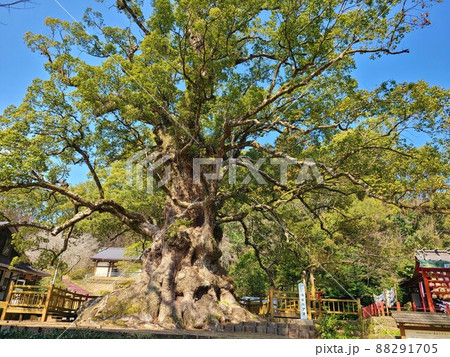 蒲生の大楠(国特別天然記念物）推定樹齢1500年　日本一の巨樹　巨木　蒲生町　鹿児島県 88291705