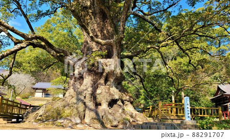 蒲生の大楠(国特別天然記念物）推定樹齢1500年　日本一の巨樹　巨木　蒲生町　鹿児島県 88291707