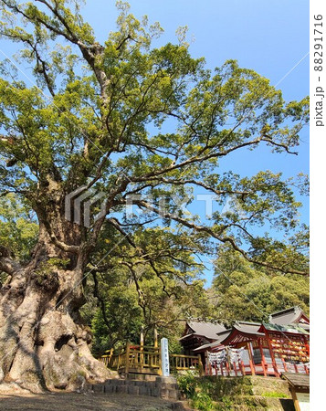 蒲生の大楠(国特別天然記念物）推定樹齢1500年　日本一の巨樹　巨木　蒲生町　鹿児島県 88291716
