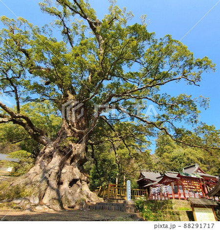 蒲生の大楠(国特別天然記念物）推定樹齢1500年　日本一の巨樹　巨木　蒲生町　鹿児島県 88291717