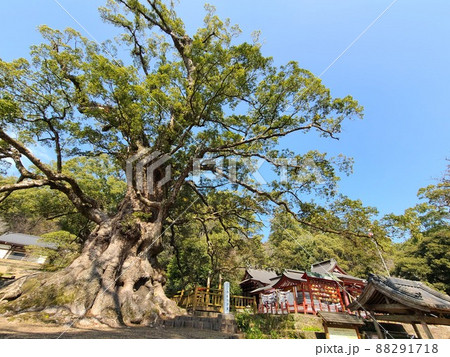 蒲生の大楠(国特別天然記念物）推定樹齢1500年　日本一の巨樹　巨木　蒲生町　鹿児島県 88291718