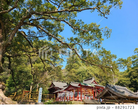 蒲生の大楠(国特別天然記念物)推定樹齢1500年 日本一の巨樹 巨木 蒲生町 鹿児島県 蒲生の大楠(国特別天然記念物)推定樹齢1500年 日本一の巨樹 巨木 蒲生町 鹿児島県 88291723